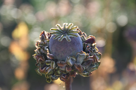 Papaver Hen and Chickens - Papaver somniferum - closeup