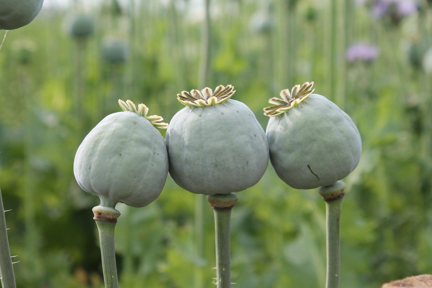 Papaver - Papaver somniferum - in de knop