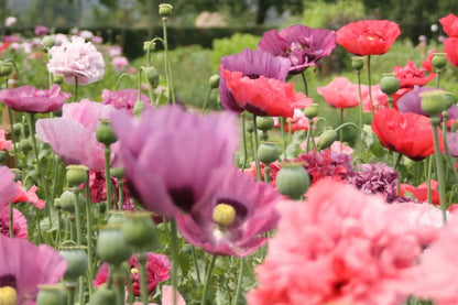 Papaver - Papaver somniferum - in het veld