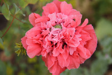 Afbeelding in Gallery-weergave laden, papaver close-up roze selectie zaden

