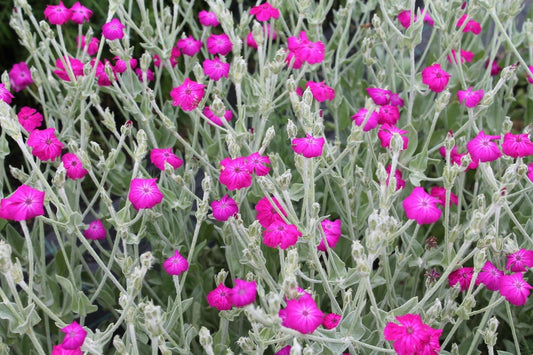 Prikneus - Silene coronaria - close up paars