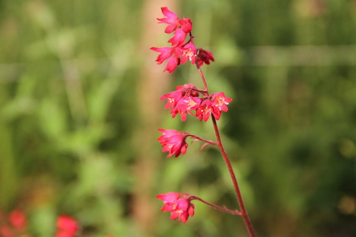 Purperklokje - Heuchera x brizoides 'fire fly' - close up rood