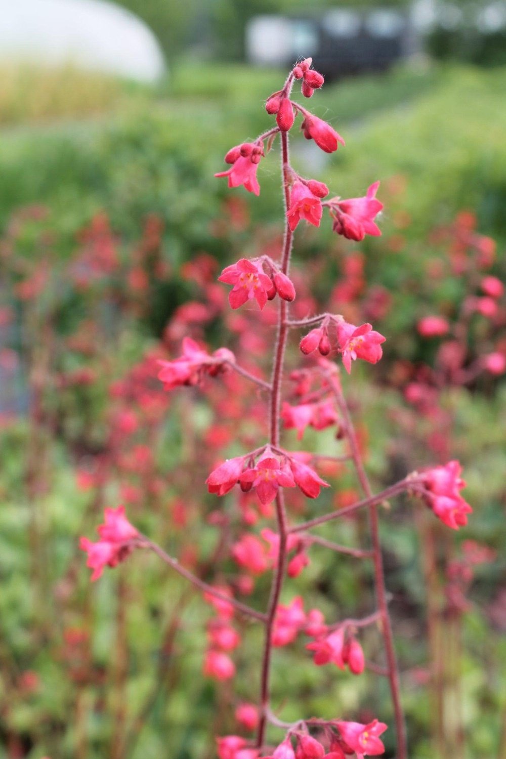 Purperklokje - Heuchera x brizoides 'fire fly' - rood