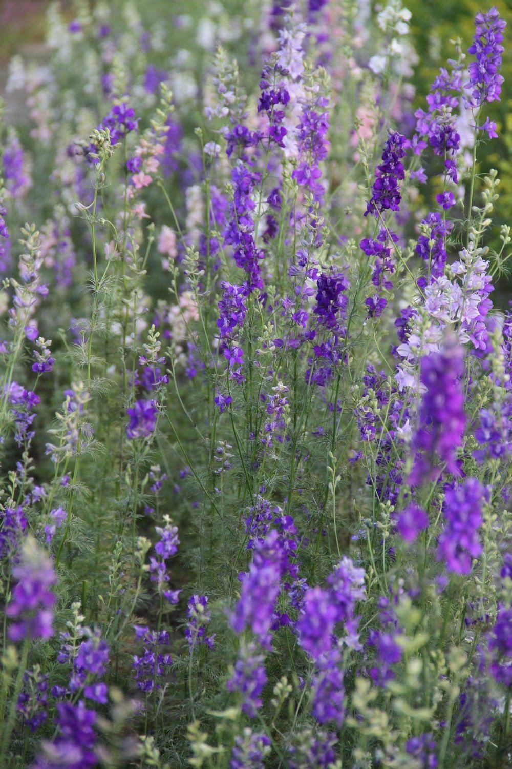 Mix van blauwe, paarse en witte Riddersporen in het veld