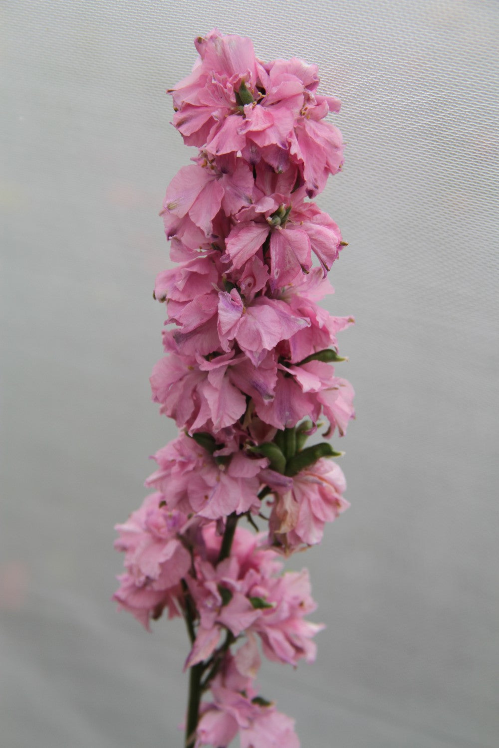 Ridderspoor Light Pink - Consolida ajacis - closeup