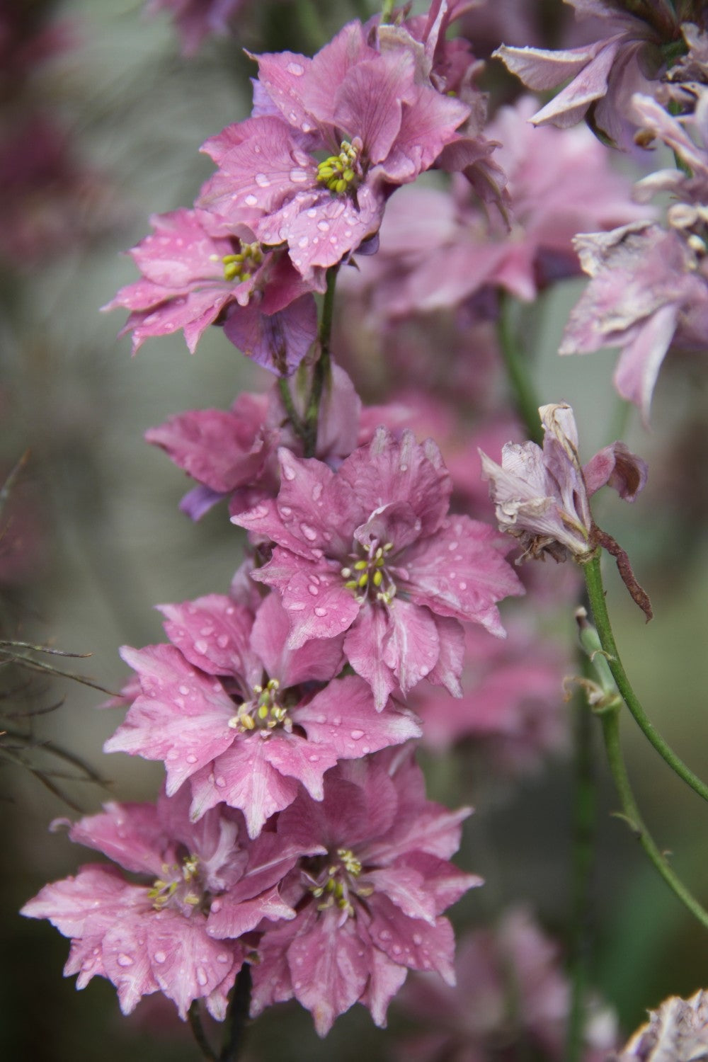 Ridderspoor_Misty lavender - Consolida ajacis - closeup2