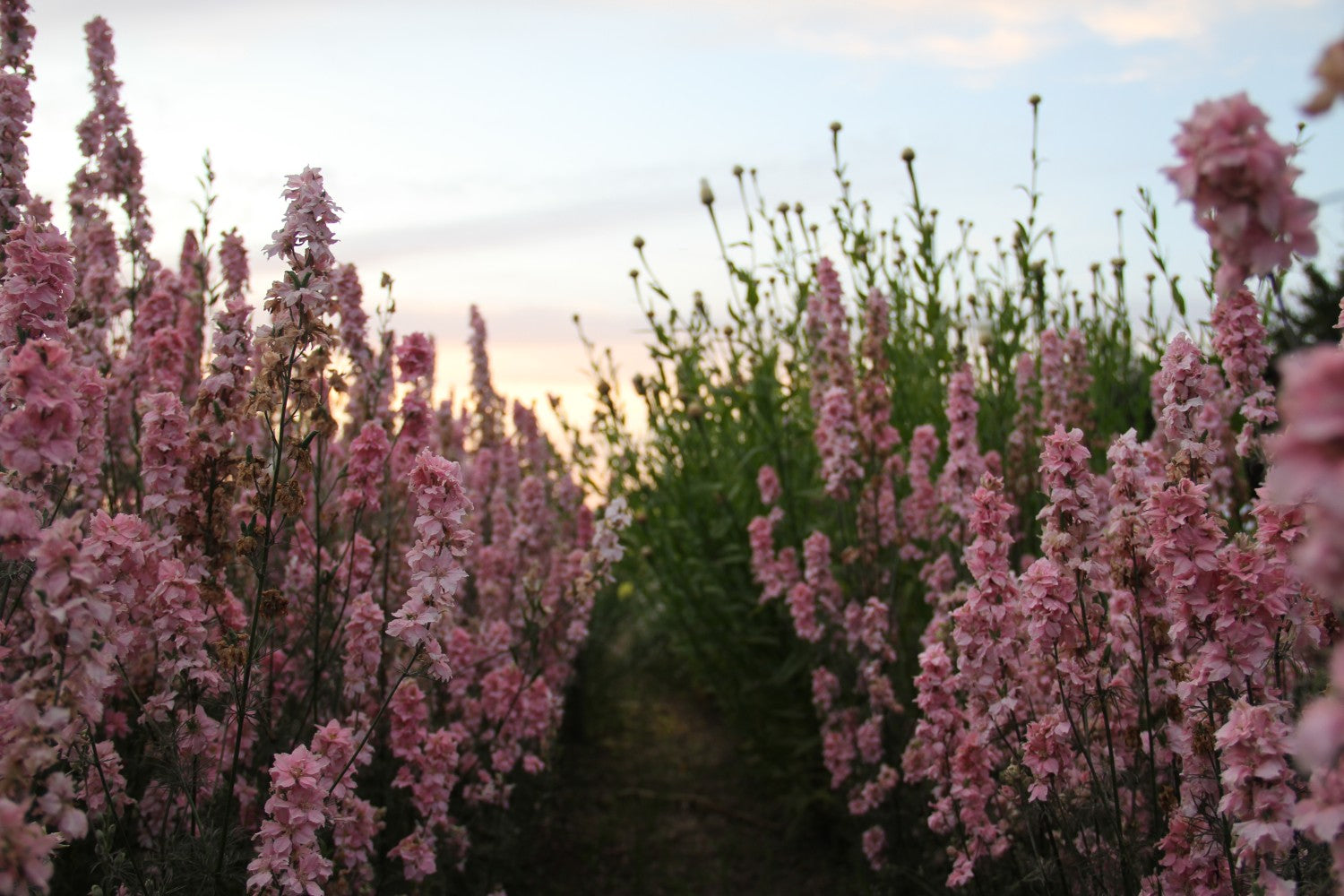 Ridderspoor Light Pink - Consolida ajacis - in het veld