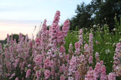 Ridderspoor Light Pink - Consolida ajacis - in het veld2