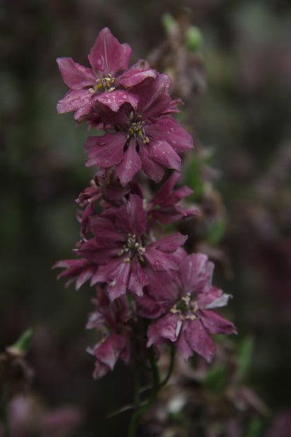 Ridderspoor_Misty lavender - Consolida ajacis - closeup1
