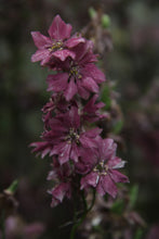 Afbeelding in Gallery-weergave laden, Ridderspoor_Misty lavender - Consolida ajacis - closeup1
