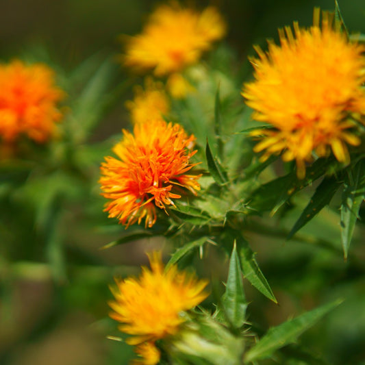 Saffloer - Carthamus tinctorius - oranje - closeup