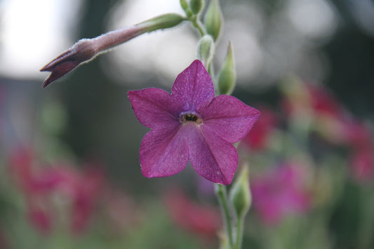 Siertabak - Nicotiana alata - closeup