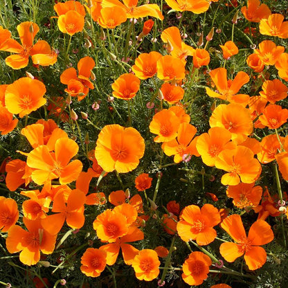 Slaapmutsje oranje - Eschscholzia Californica
