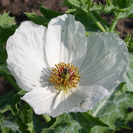 Stekelpapaver - Argemone Polyanthemos - wit closeup