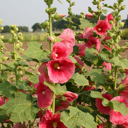 Stokroos gemengd - Alcea Rosea - roze