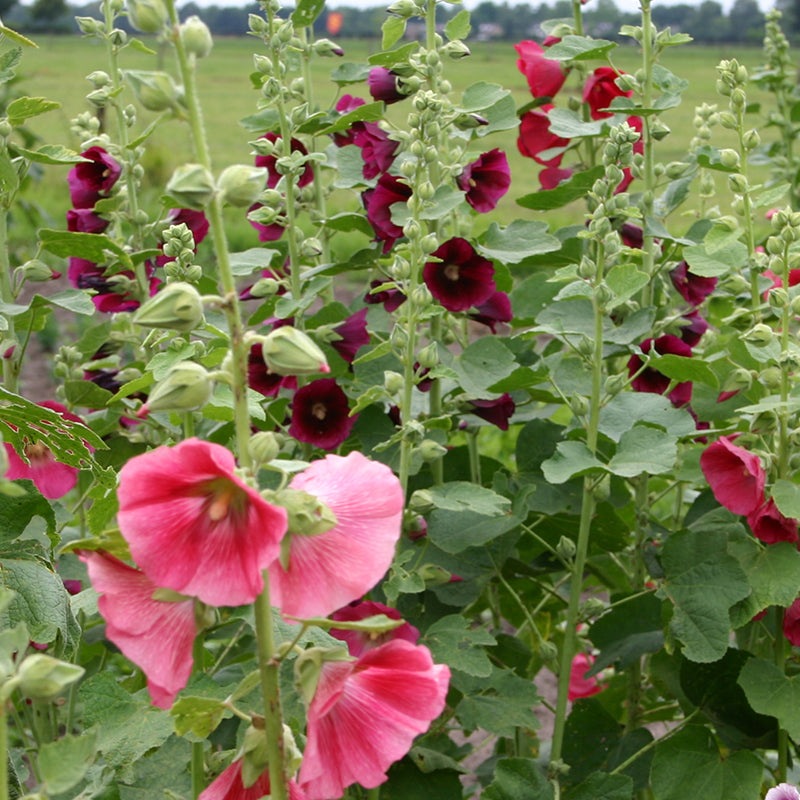 Stokroos gemengd - Alcea Rosea - paars en roze