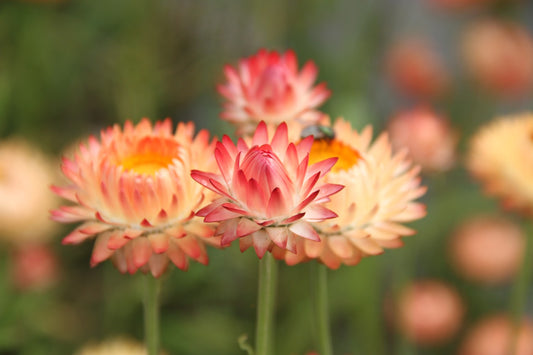 Strobloem Apricot Peach - Helichrysum bracteatum - closeup1