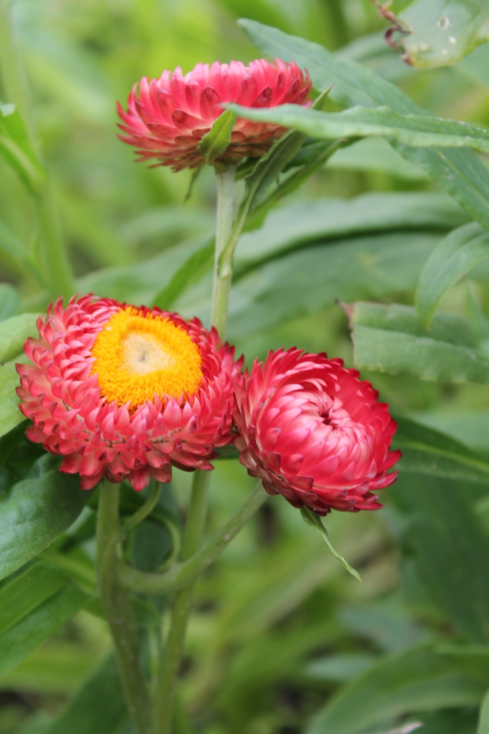 Strobloem mix - Helichrysum bracteatum - donkerroze