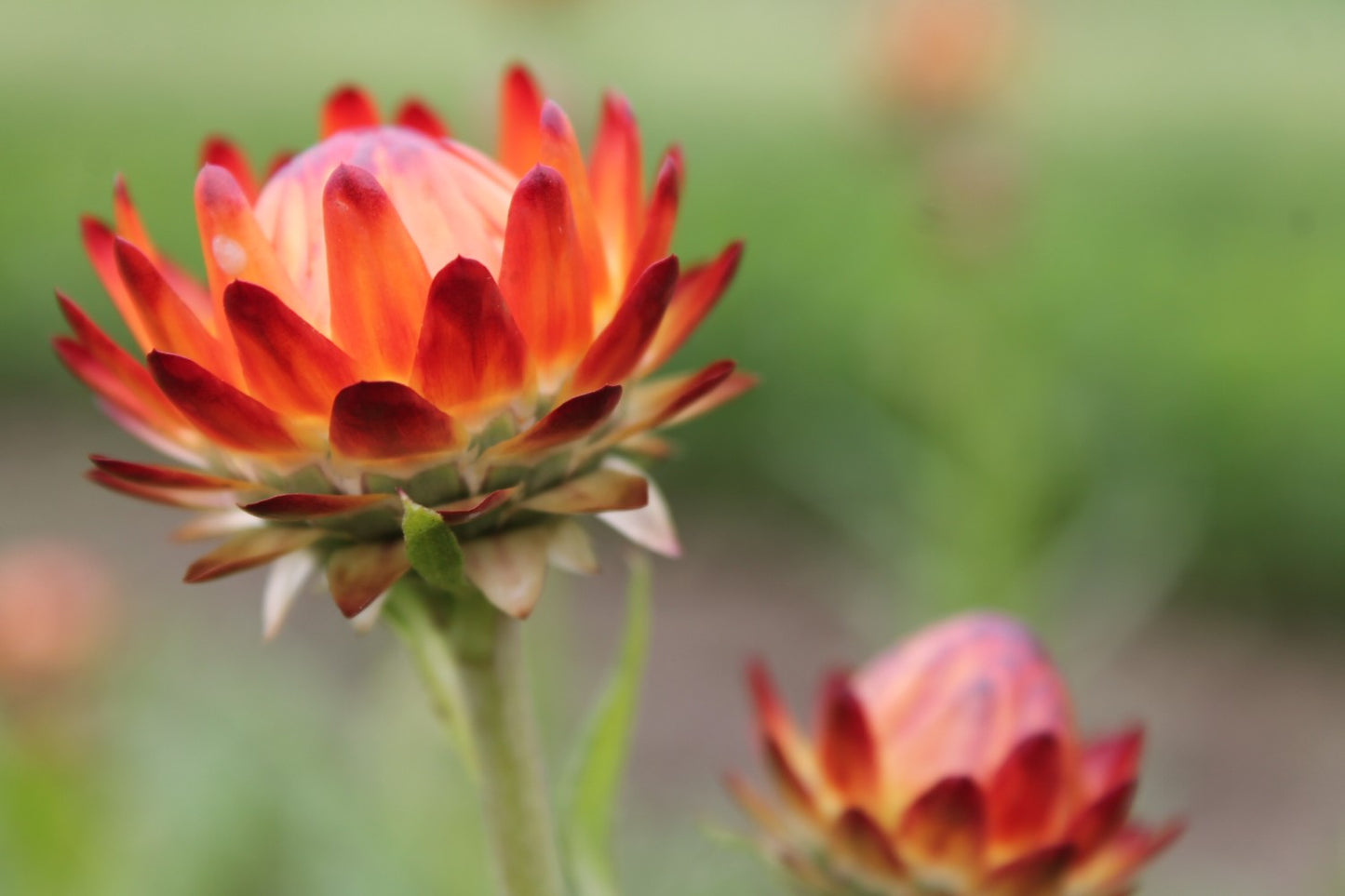 Strobloem mix - Helichrysum bracteatum - rood