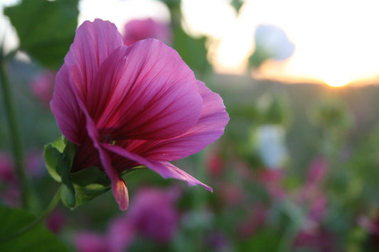 Trechtermalva - Malope trifida - roze close up zonsondergang