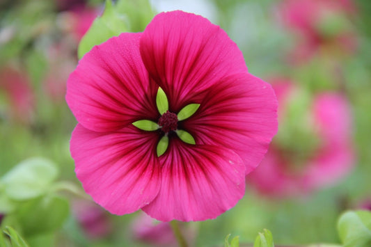 Trechtermalva - Malope trifida - roze close up