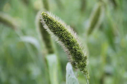 Trosgierst 'Golden German' - Setaria italica 'Golden German' - close up