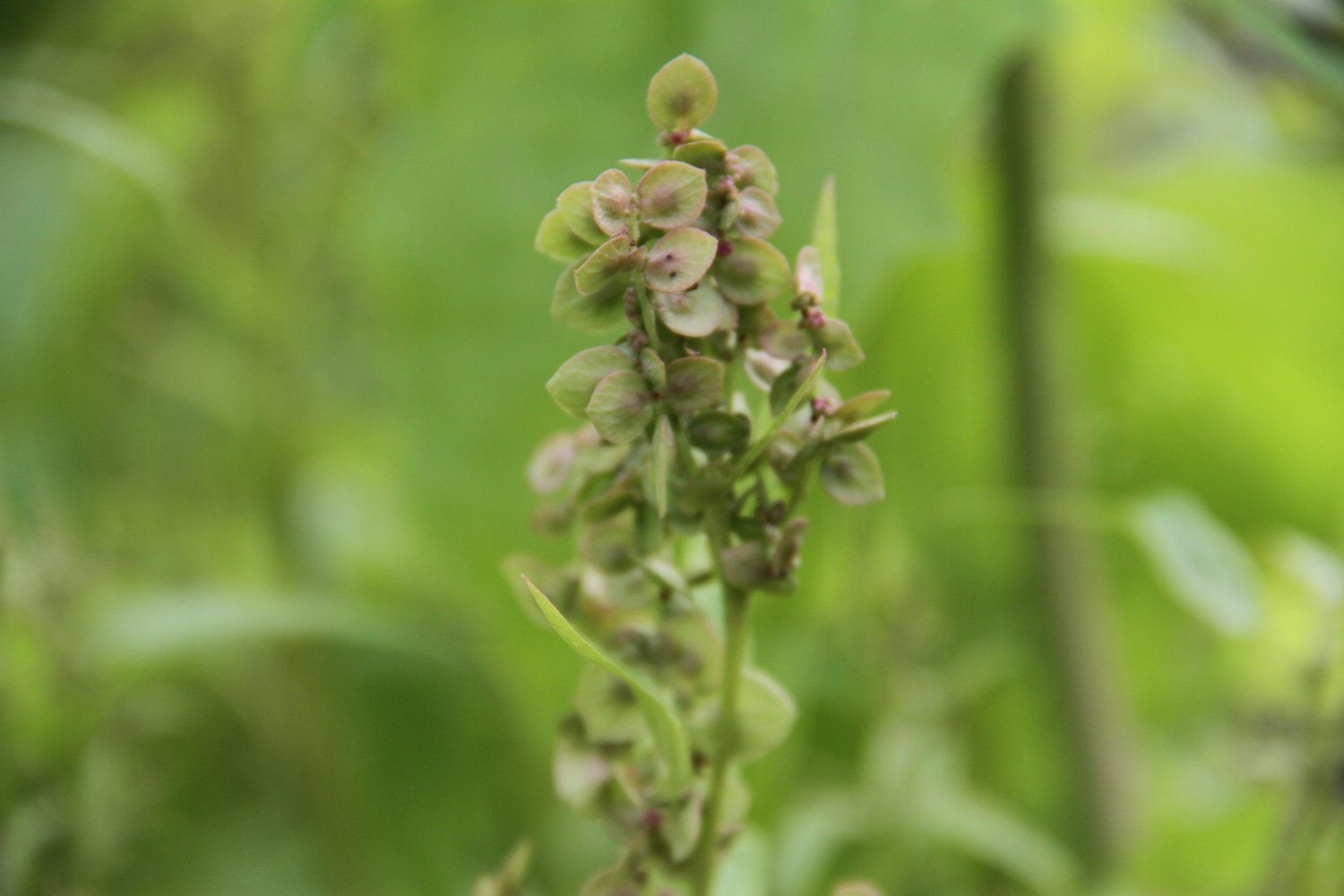 Tuinmelde - Atriplex hortensis - groen