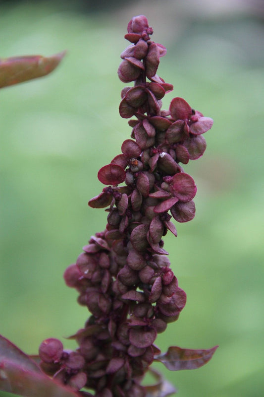 Tuinmelde - Atriplex hortensis - rood