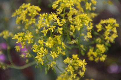 Verfwede - Isatis tinctoria - close up