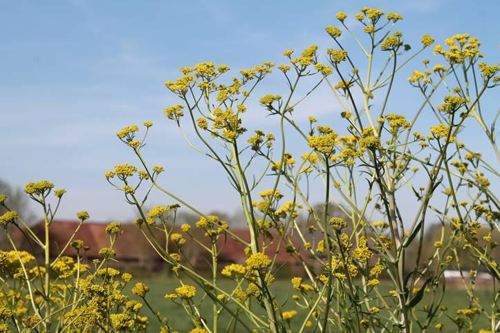 Verfwede - Isatis tinctoria 