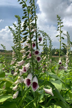Afbeelding in Gallery-weergave laden, Vingerhoedskruid ‘Pam’s choice’ - Digitalis purpurea
