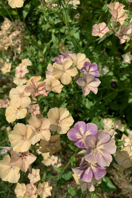 Vlambloem ‘Creme brulée’ - Phlox drummondii