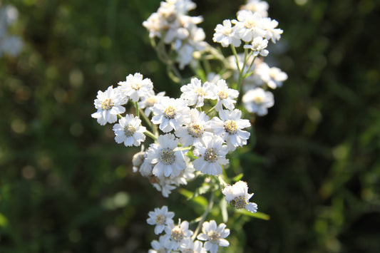 Wilde bertram - Achillea ptarmica - closeup2