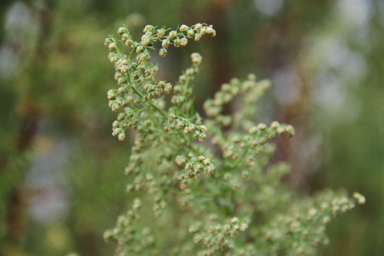 Zomeralsem, zoete alsem of "qing hao" - Artemisia annua - close up