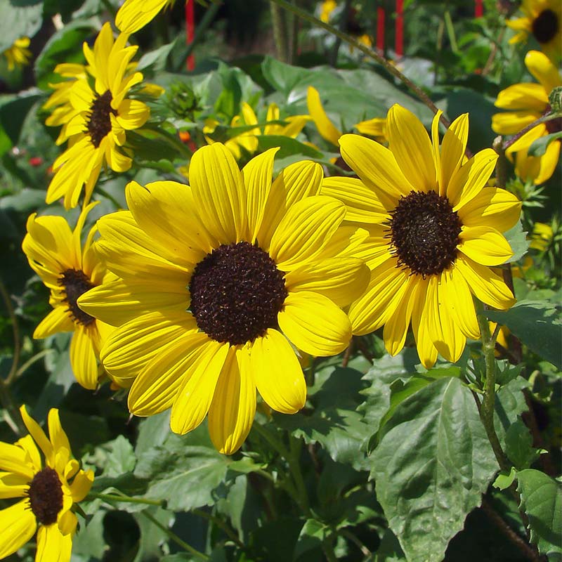 Zonnebloem kleinbloemig - Helianthus Debilis