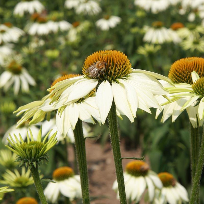 Zonnehoed White Swan - Echinacea purpurea