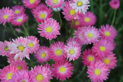 Zonnestrobloem - Helipterum roseum - roze - closeup