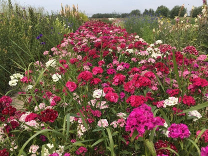 Dianthus barbatus in een mix van kleuren in het veld