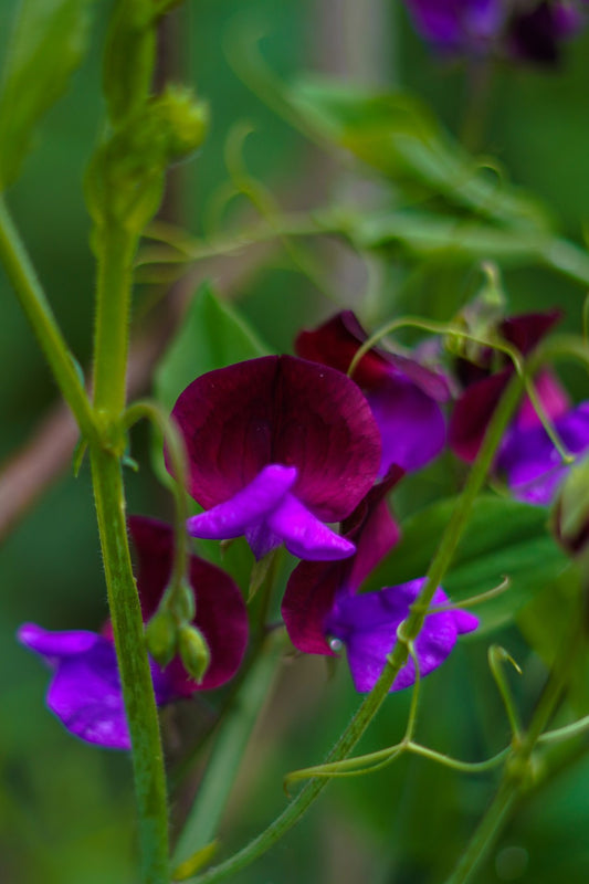 Pronkerwt - Lathyrus odoratus