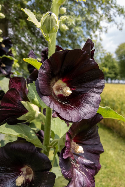 zwarte stokroos - alcea rosea nigra staand