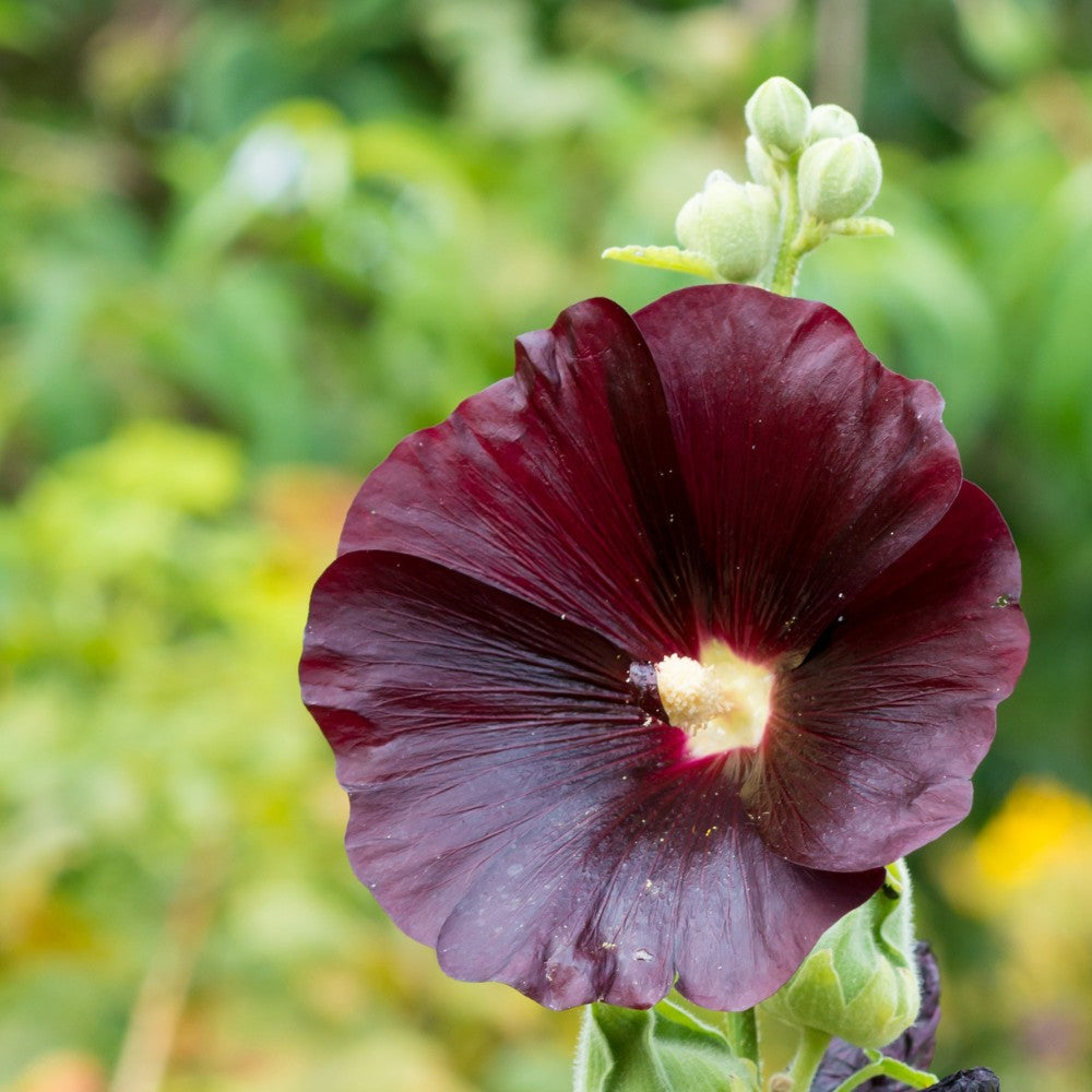 zwarte stokroos - alcea rosea nigra vierkant